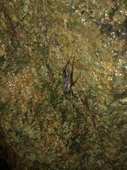 Pachyrhamma acanthocerum