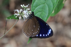 Euploea tulliolus koxinga