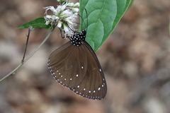 Euploea tulliolus koxinga