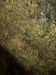 Pachyrhamma acanthocerum