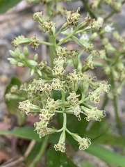 Mikania micrantha
