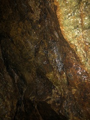 Pachyrhamma acanthocerum