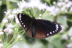Euploea tulliolus koxinga
