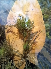 Lychnothamnus barbatus