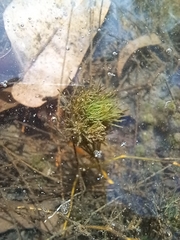 Lychnothamnus barbatus