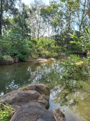 Lychnothamnus barbatus