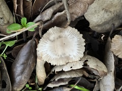 Coprinellus impatiens