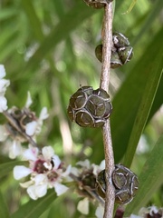 Agonis flexuosa