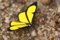 Cyllopoda jatropharia