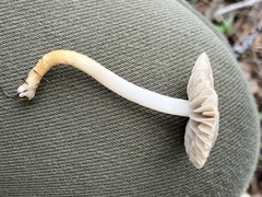 Coprinellus impatiens