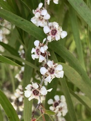 Agonis flexuosa