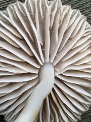 Coprinellus impatiens