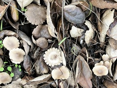 Coprinellus impatiens