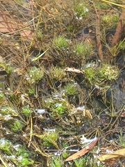 Lychnothamnus barbatus