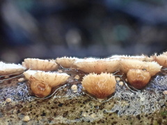 Chaetocalathus cocciformis