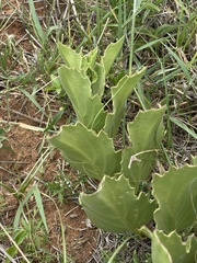 Cyphostemma hispidiflorum
