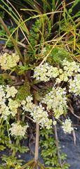 Gingidia decipiens