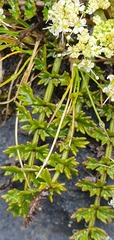 Gingidia decipiens