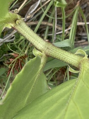 Cyphostemma hispidiflorum