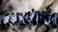 Arcyria cinerea