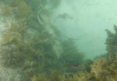 Pseudolabrus biserialis