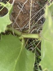 Cyphostemma hispidiflorum