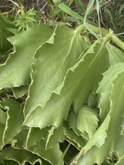 Cyphostemma hispidiflorum