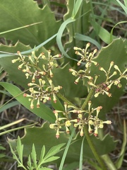Cyphostemma hispidiflorum