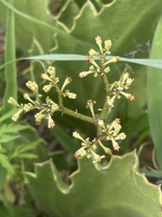 Cyphostemma hispidiflorum