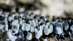 Arcyria cinerea