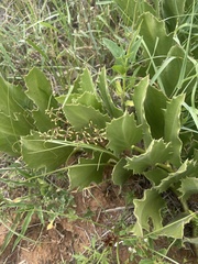 Cyphostemma hispidiflorum