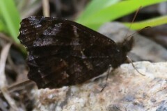 Panyapedaliodes drymaea