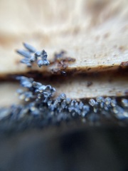 Arcyria cinerea