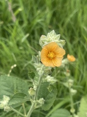 Sida pseudocordifolia