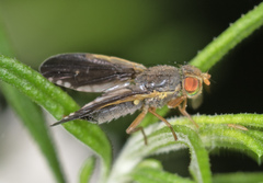 Hyalopeza schneiderae