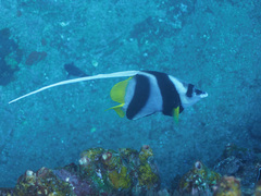 Heniochus acuminatus