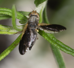 Hyalopeza schneiderae