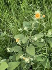 Sida pseudocordifolia