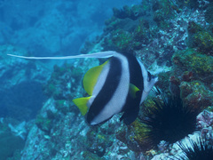 Heniochus acuminatus