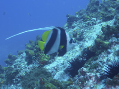 Heniochus acuminatus