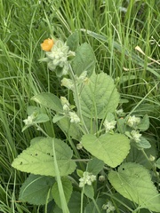 Sida pseudocordifolia