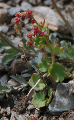 Saxifraga cernua