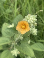 Sida pseudocordifolia