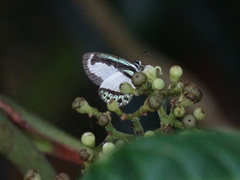 Psychonotis caelius
