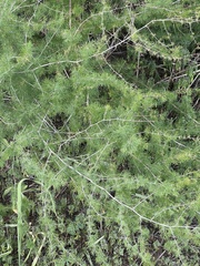 Asparagus suaveolens