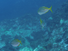 Atypichthys strigatus