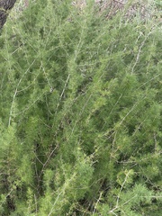 Asparagus suaveolens