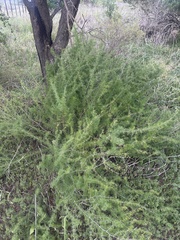 Asparagus suaveolens