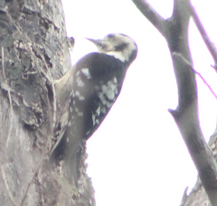 Yungipicus canicapillus