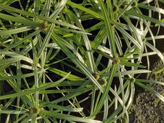 Cyperus aromaticus